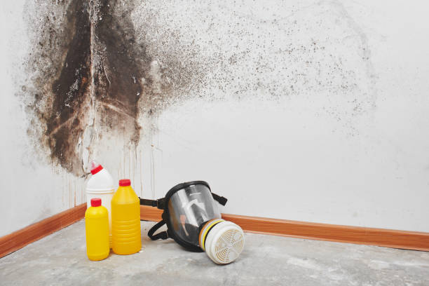 Trusted Point Baker, FL Mold Removal Experts