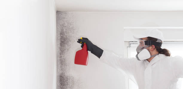 Best Mold Testing  in Point Baker, FL