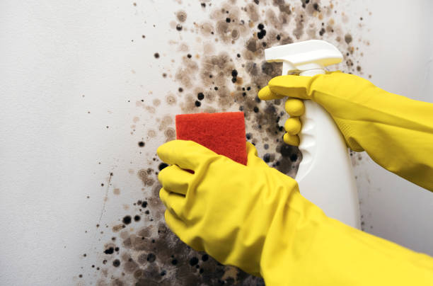 Best Office Mold Removal Services  in Point Baker, FL