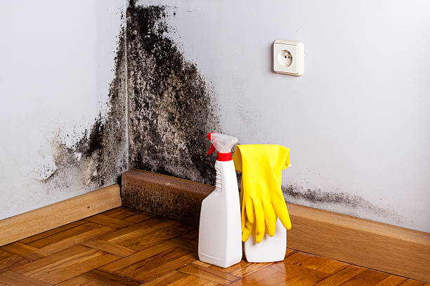 Mold Removal and Inspection in Point Baker, FL