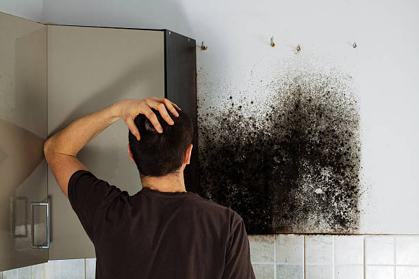 Best Certified Mold Removal  in Point Baker, FL