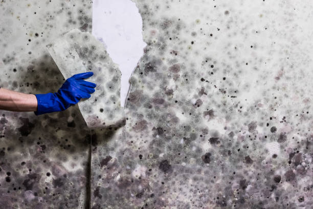 Best Local Mold Removal Service  in Point Baker, FL